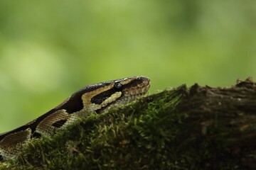 The ball python (Python regius), also called the royal python, on the old branche in green forest.