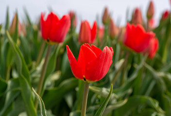 Red Tulip close up