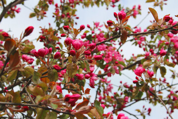 Obraz premium blooming apple tree in the garden