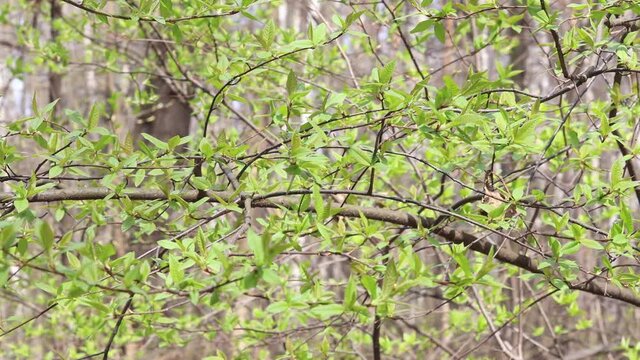 Green Leaves Of Trees Growing Outdoors In Sunny Day. Tree Branches With Leaves In Spring Forest In Light Wind