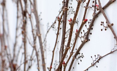 Branches of Parthenocissus quinquefolia without leaves