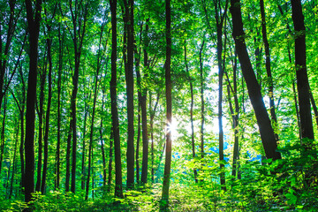 Fototapeta na wymiar Forest trees. nature green wood sunlight backgrounds..