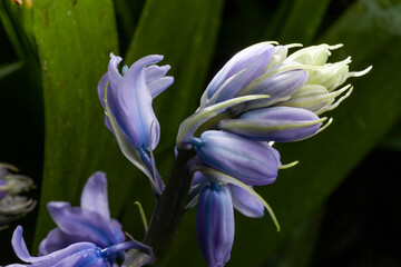 Spanish bluebells flowers in the wilderness