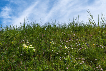 fraîcheur du printemps