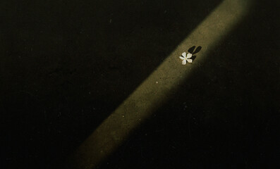 Beautiful white floor on floor illuminated by rays of light