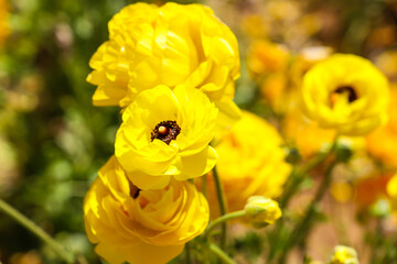 a beautiful yellow Papaver or poppy flower in the garden with a black center surrounded by lush...