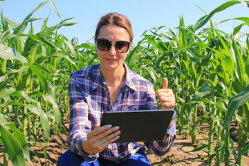 Agronomist farmer woman using tablet computer in corn field. Female farm worker in maize plantation with modern technology analyzing crop after hail damage in agricultural field, giving thumb up