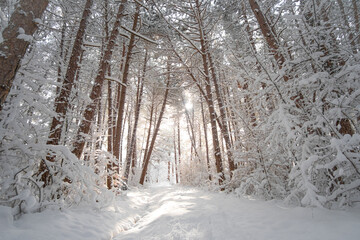 Pine forest in winter