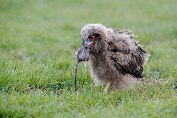 Juvenile European Eagle Owl (Bubo bubo) eating a rat. This young bird of prey is about 8 weaks old...
