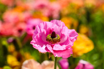 beautiful pink Papaver or poppy flowers in the garden with a black center surrounded by lush green...