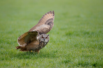 A  European Eagle Owl (Bubo bubo) spreading his wings in the meadows 