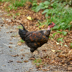 Poulet race cou nu .
