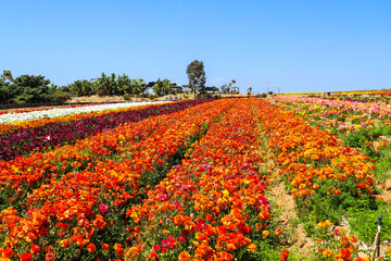 a field filled with rows of orange flowers with lush green leaves and stems with palm trees and blue sky at The Flower Fields in Carlsbad California - Powered by Adobe