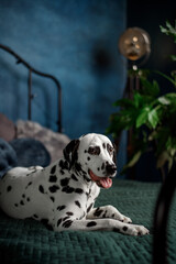 A tired dog in bed. Dalmatian dog misses its owner. The dog lies on the owner's bed and waits for him. Copy space