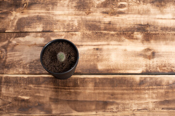 small cactus on wooden background