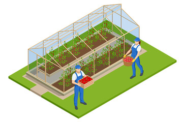 Isometric Greenhouse isolated on white. Growing seedlings in glasshouse. Plants crop in greenhouse - obrazy, fototapety, plakaty