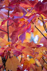 vertical shot of deep colorful maple leaves
