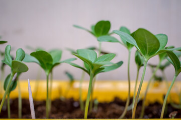 Zinnia elegans seedling. Flower seedlings