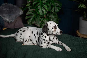 A tired dog in bed. Dalmatian dog misses its owner. The dog lies on the owner's bed and waits for...
