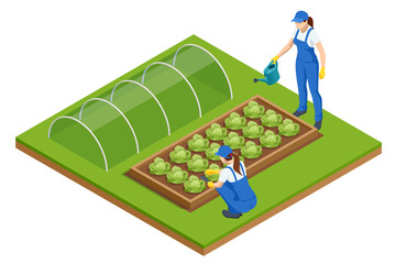 Isometric Greenhouse isolated on white. Growing seedlings in glasshouse. Plants crop in greenhouse