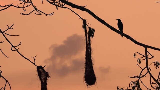 Bird nests hanging from tree branch with a beautiful sunset at the background.