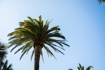 Palmen in Italien mit schönem Blauem Hintergrund