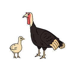 Vector cartoon outline turkey female and yellow poult chicken baby. Doodle isolated hand drawn animals illustration on white background