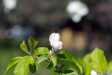 Close-up of white tree blossoms at springtime. Photo taken April 27th, 2021, Zurich, Switzerland.