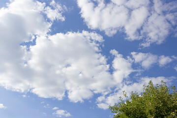 White fluffy clouds against the blue sky. Branches of a green tree against the sky