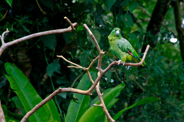 green parrot on branch