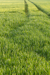 A single tractor track on a jong green grain or wheat field in The Netherlands at sunset.