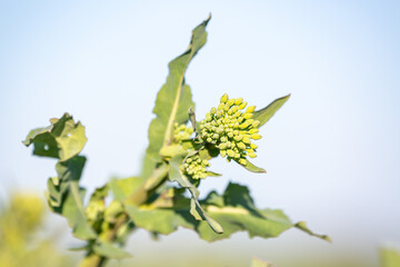 Green young rapeseed plant with unopened buds of inflorescence before blooming in rape field