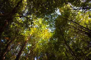 Fototapeta premium Trees from below in the forest at autumn.