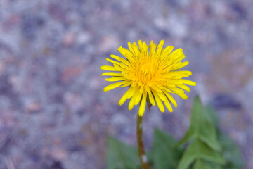 Big yellow dandelion flower. Medicinal plant Taraxacum