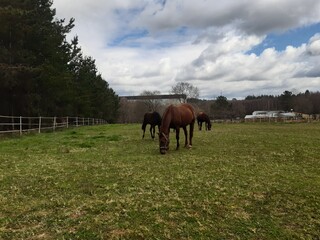 Caballos pastando en una finca al nordeste de Galicia