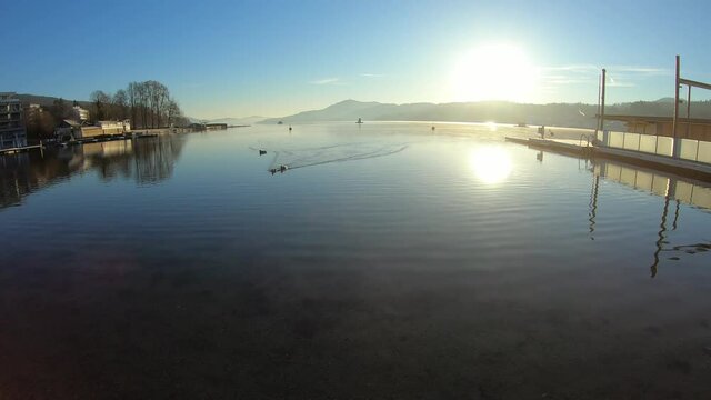 A flock of ducks swimming across the calm surface of the Woerthersee Lake in Austria, during sunset. The lake is surrounded by high mountains. Sun sets behind high peaks. Soft clouds. Calmness
