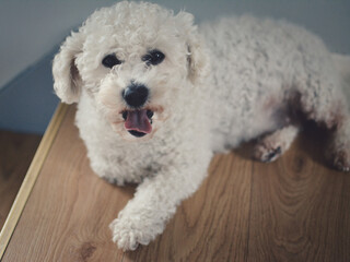 Bichon frise lying down and yawning. 