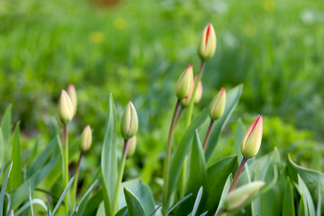 Obraz na płótnie Canvas Tulips bloom preparing. Close up. Soft green background