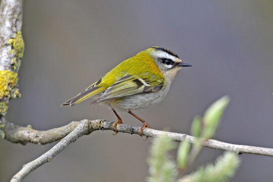 Common firecrest // Sommergoldh&auml;hnchen  (Regulus ignicapilla)