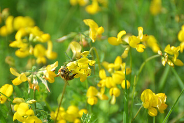 Lotus grows among the grasses in the meadow