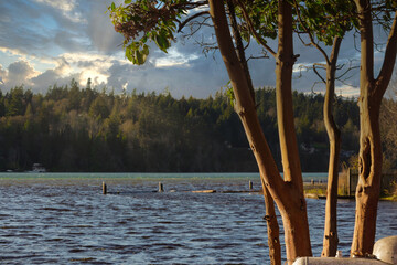 Naklejka premium red branches of madrona tree in front of water in afternoon