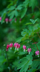 Asian bleeding-heart in the Forest in April