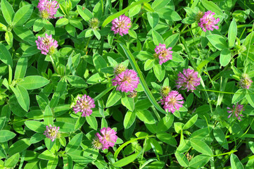 Clover (Trifolium medium) blooms in a meadow among grasses