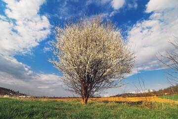 A solitary blooming tree in the field with blue sky and white clouds in background at early spring in Brno, Czech republic