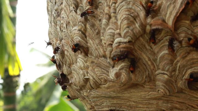 A wasp hive in the wilderness with wasps moving in and out 
