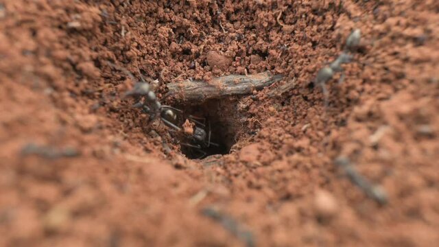 Close up of ants going in and out of their nest.