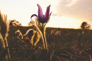 Beautiful violet pasque flowers in early spring during golden sunset at the meadow in Brno, Czech...