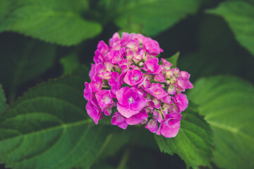 Blooming pink hydrangea or hortensia background. Summer garden. Close up, selective focus