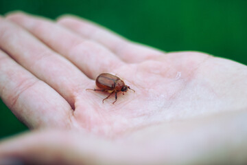 brown May beetle on the finger. spring beetles.