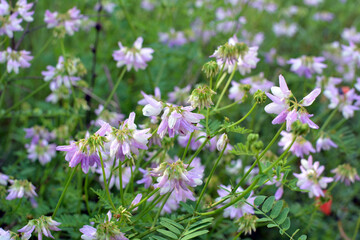 Obraz premium In nature, Securigera varia grows in herbs